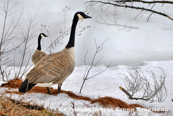 Seney National Wildlife Refuge